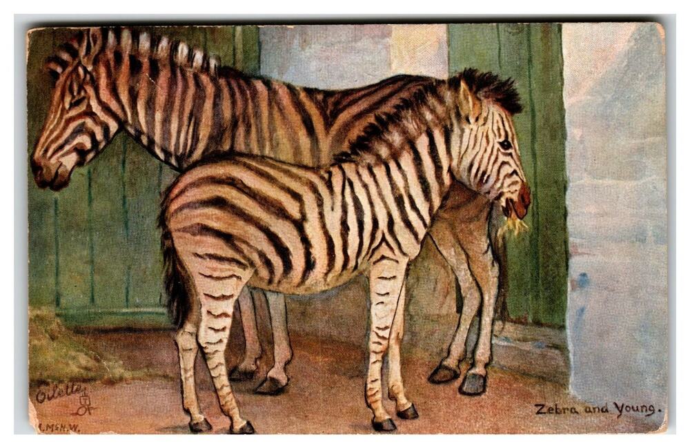 Raphael Tuck Oilette Postcard Zebra & Foal Young Zoo Animal Studies 1920